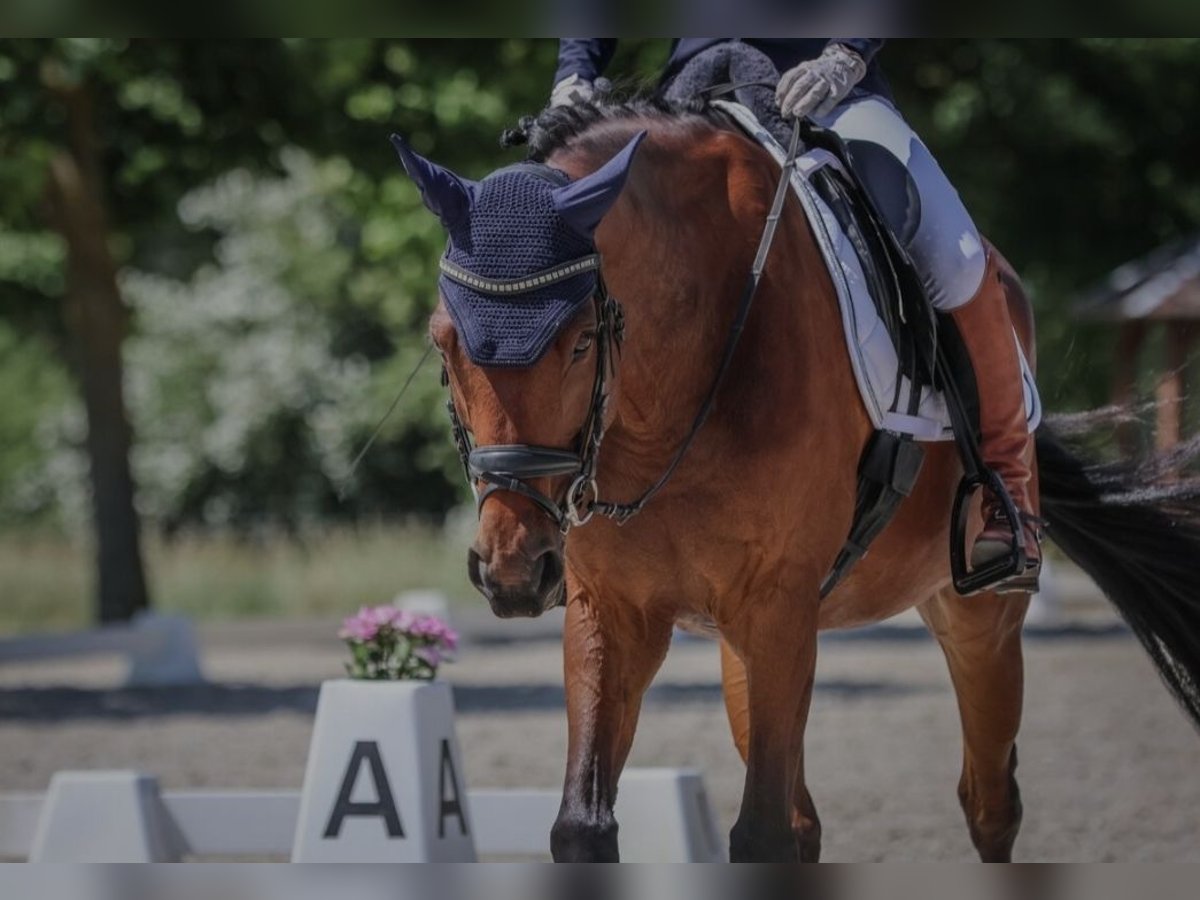 Westfale Stute 12 Jahre 163 cm Brauner in Zerbst