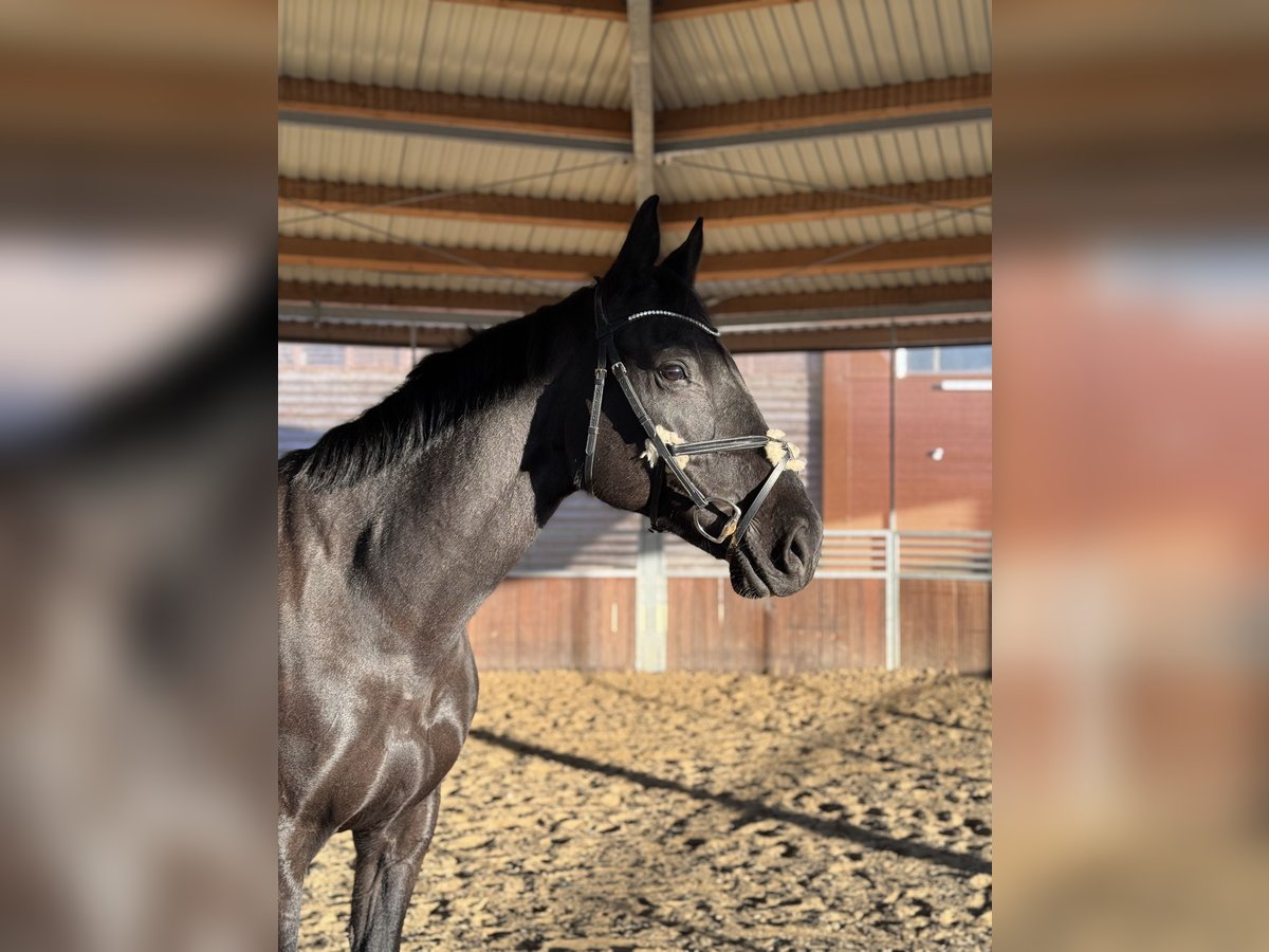 Westfale Stute 12 Jahre 168 cm Rappe in Buchen (Odenwald)