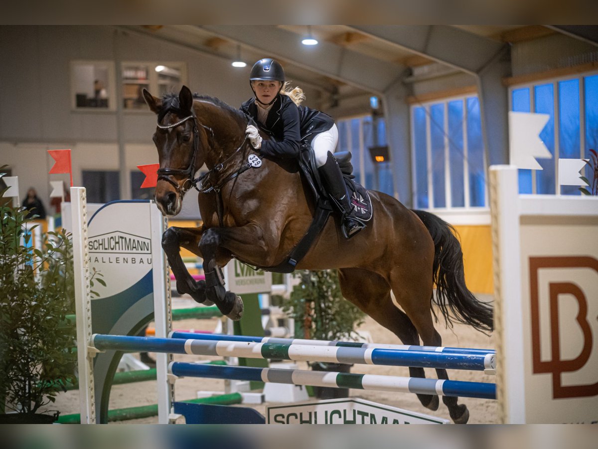 Westfale Stute 12 Jahre 172 cm Brauner in M&#xFC;nster