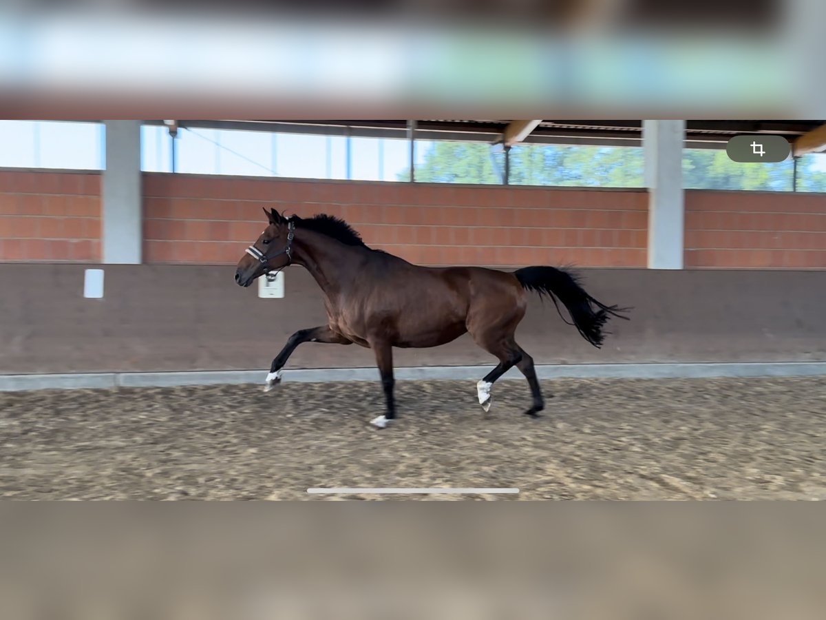 Westfale Stute 12 Jahre 173 cm Brauner in Langwedel