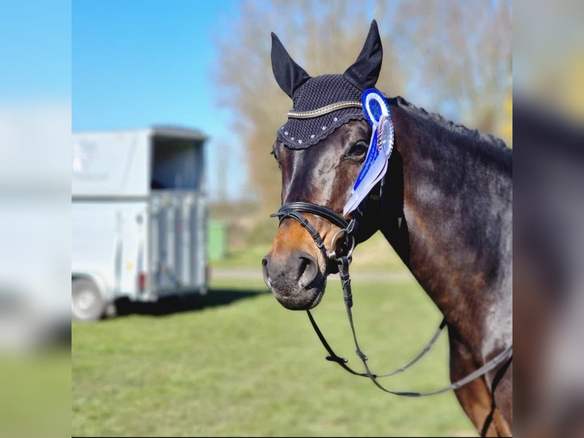 Westfale Stute 12 Jahre 174 cm Rappe in Olfen