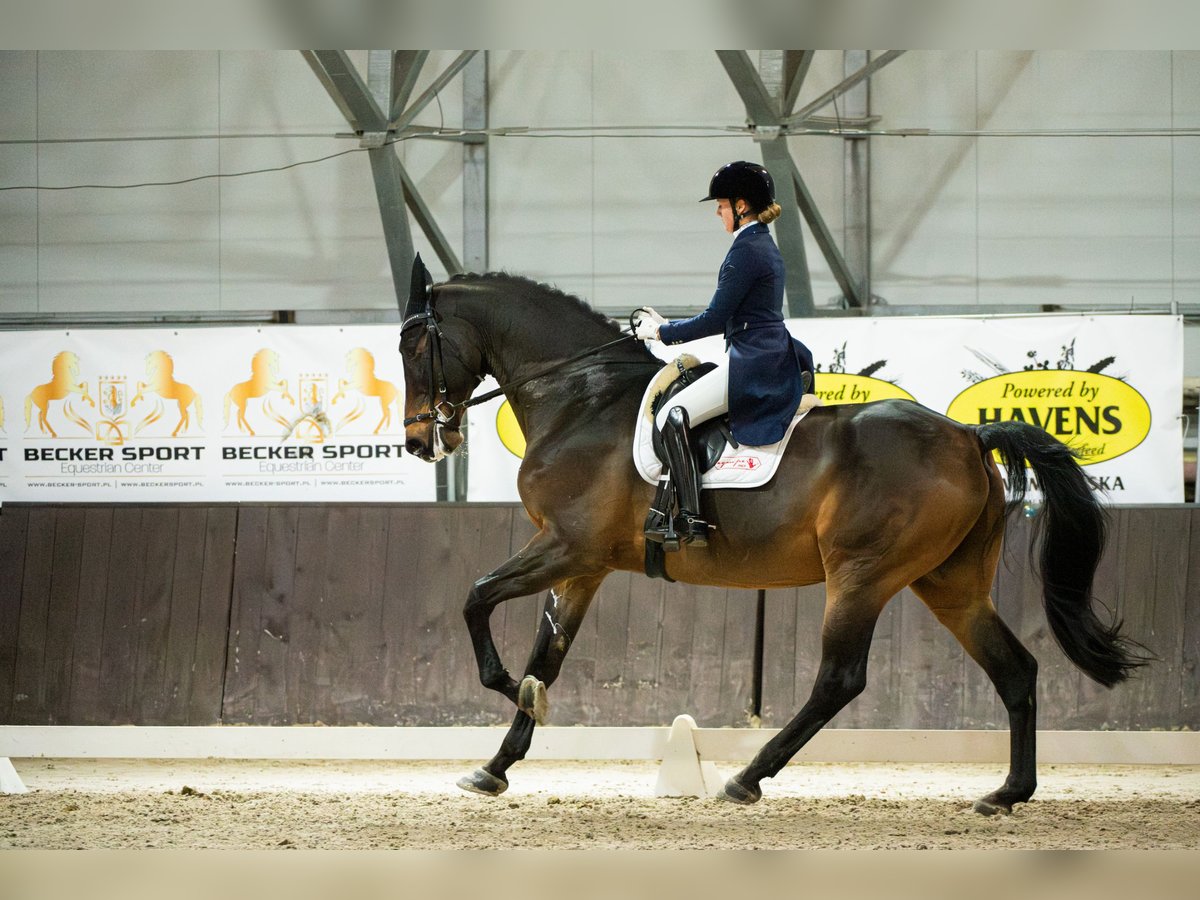 Westfale Stute 12 Jahre 175 cm Rotbrauner in &#x141;&#x119;ka