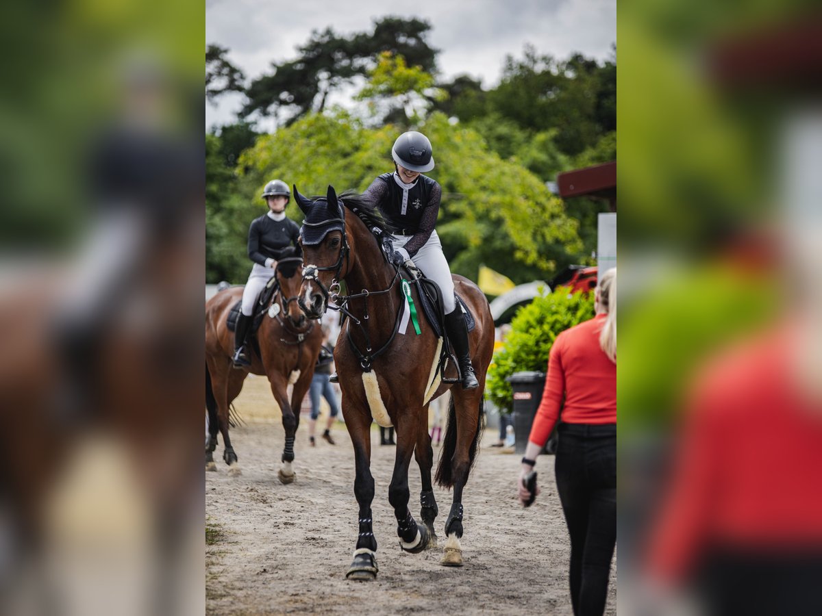 Westfale Stute 12 Jahre 180 cm Brauner in Schöppingen