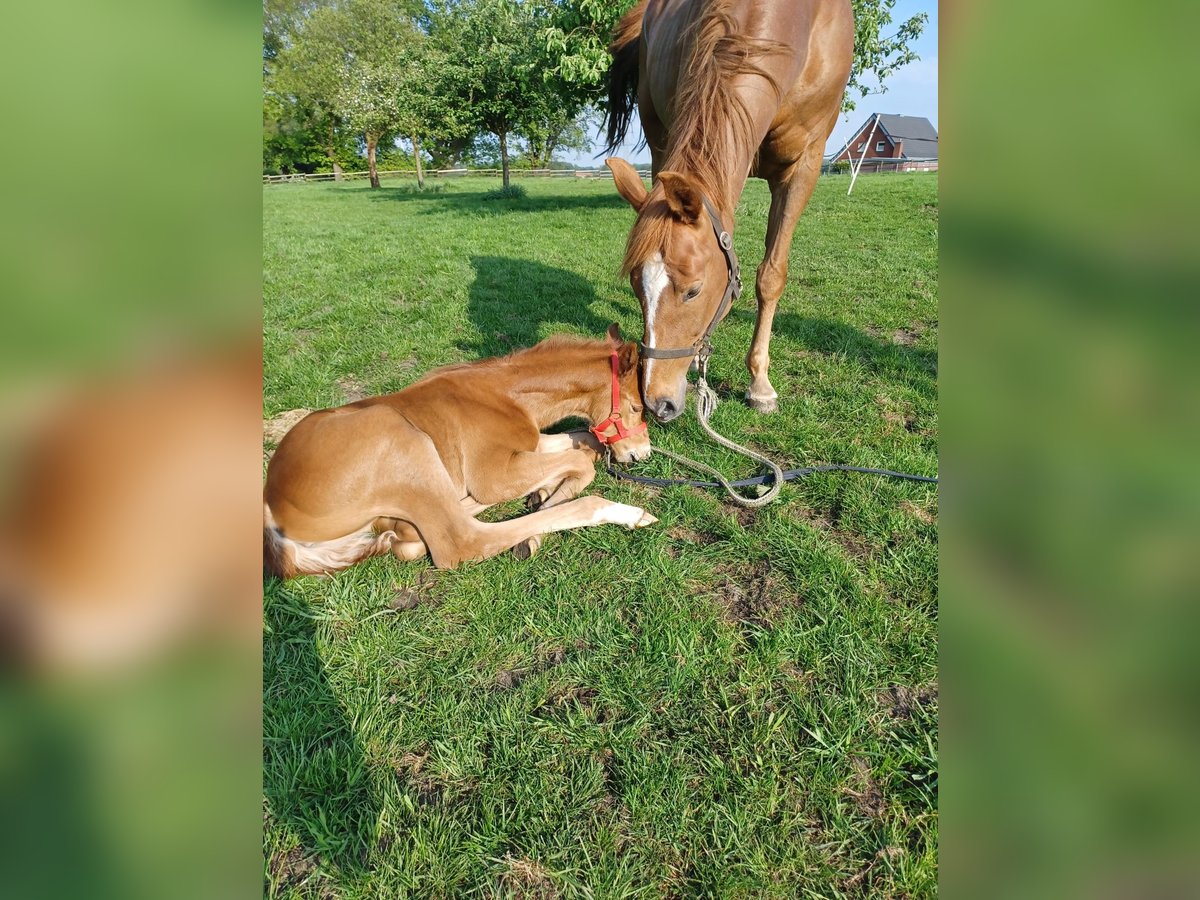 Westfale Stute 13 Jahre 162 cm Fuchs in Velen