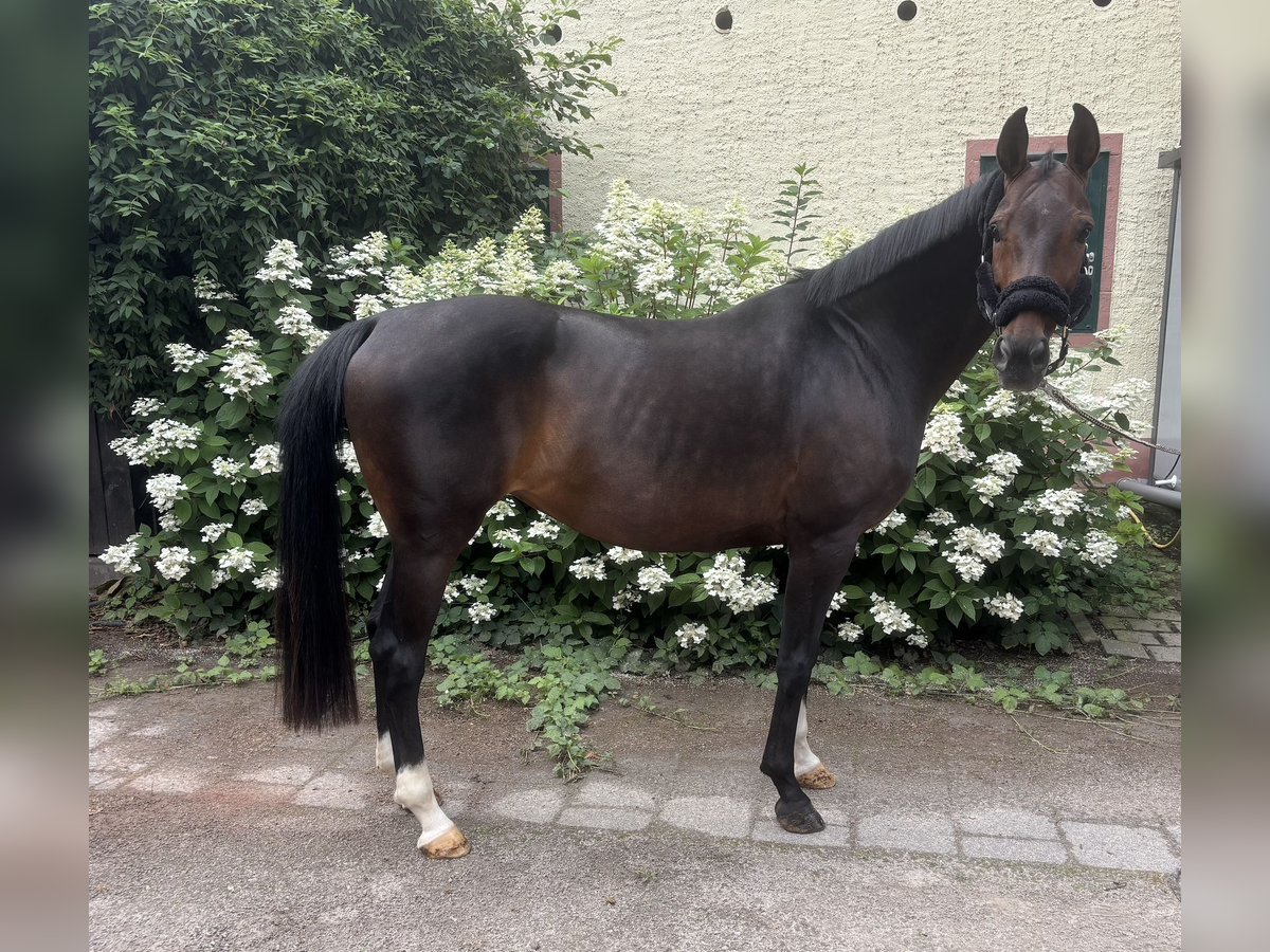 Westfale Stute 13 Jahre 164 cm Brauner in Darmstadt