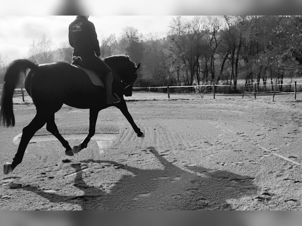 Westfale Stute 13 Jahre 165 cm Schwarzbrauner in St.Andr&#xE4;