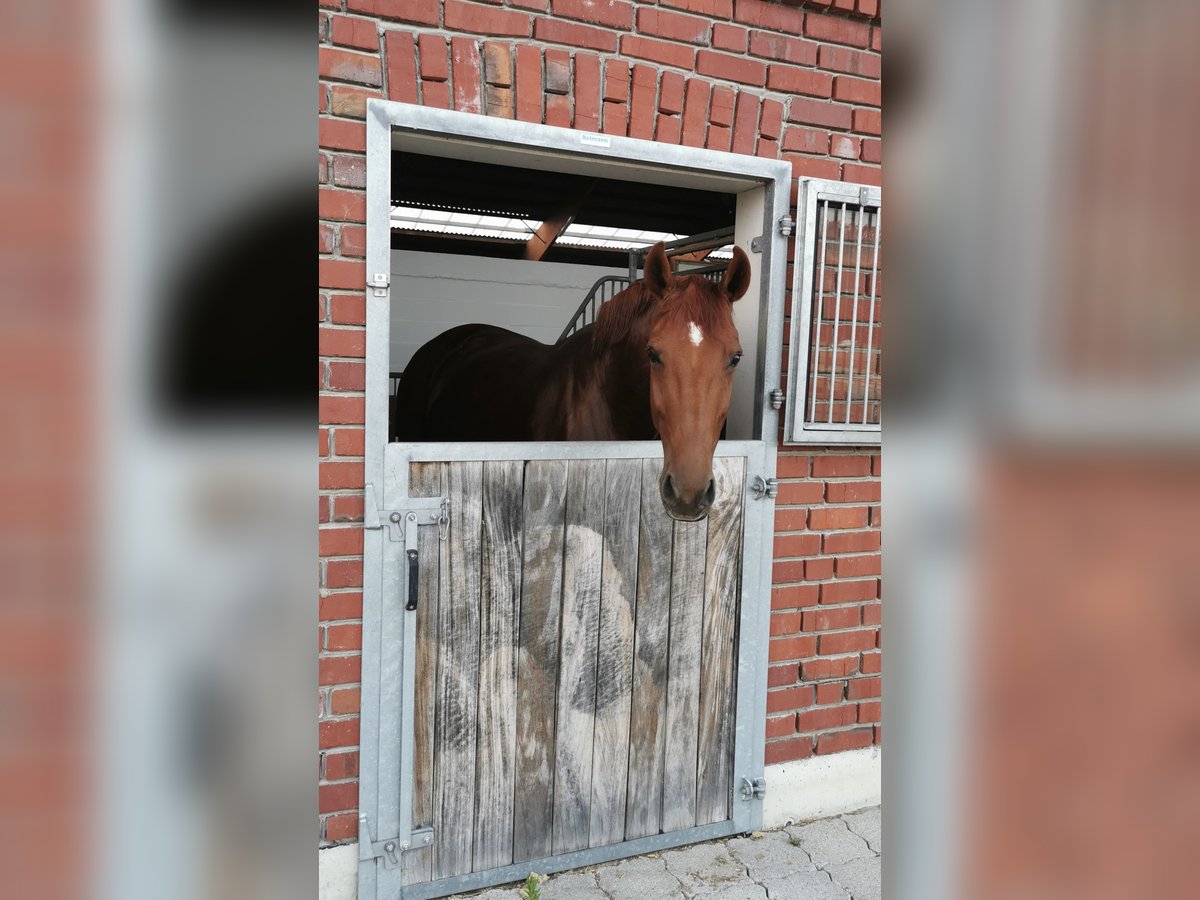 Westfale Stute 13 Jahre 166 cm Fuchs in Herzebrock-Clarholz