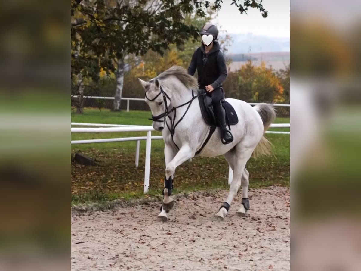 Westfale Stute 13 Jahre 169 cm Schimmel in Hof