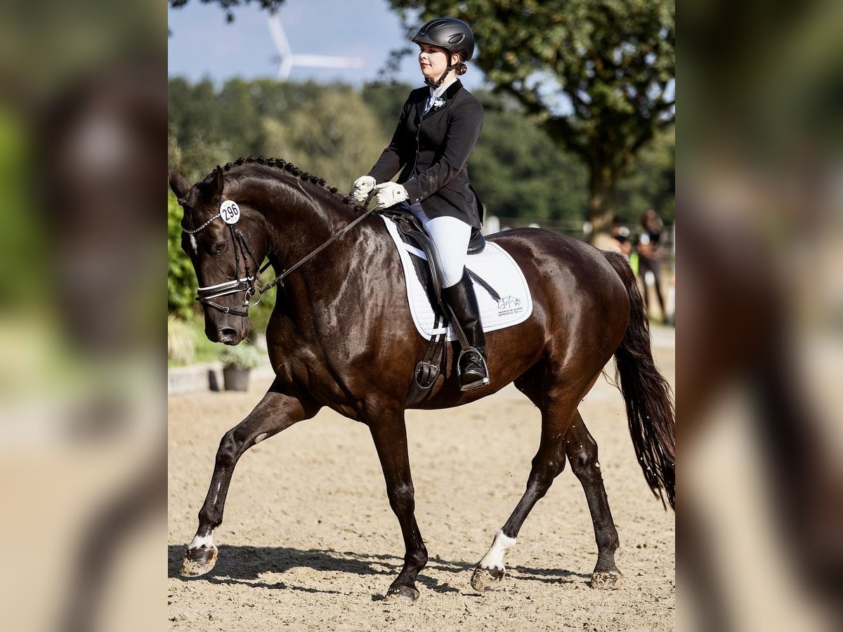 Westfale Stute 13 Jahre 172 cm Schwarzbrauner in Lüdinghausen