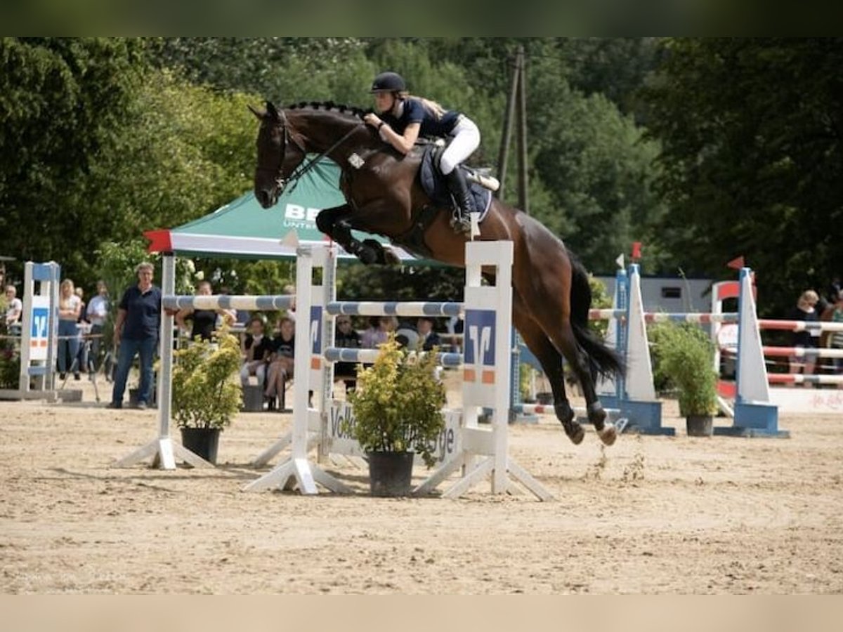 Westfale Stute 13 Jahre 174 cm Dunkelbrauner in Schöppingen