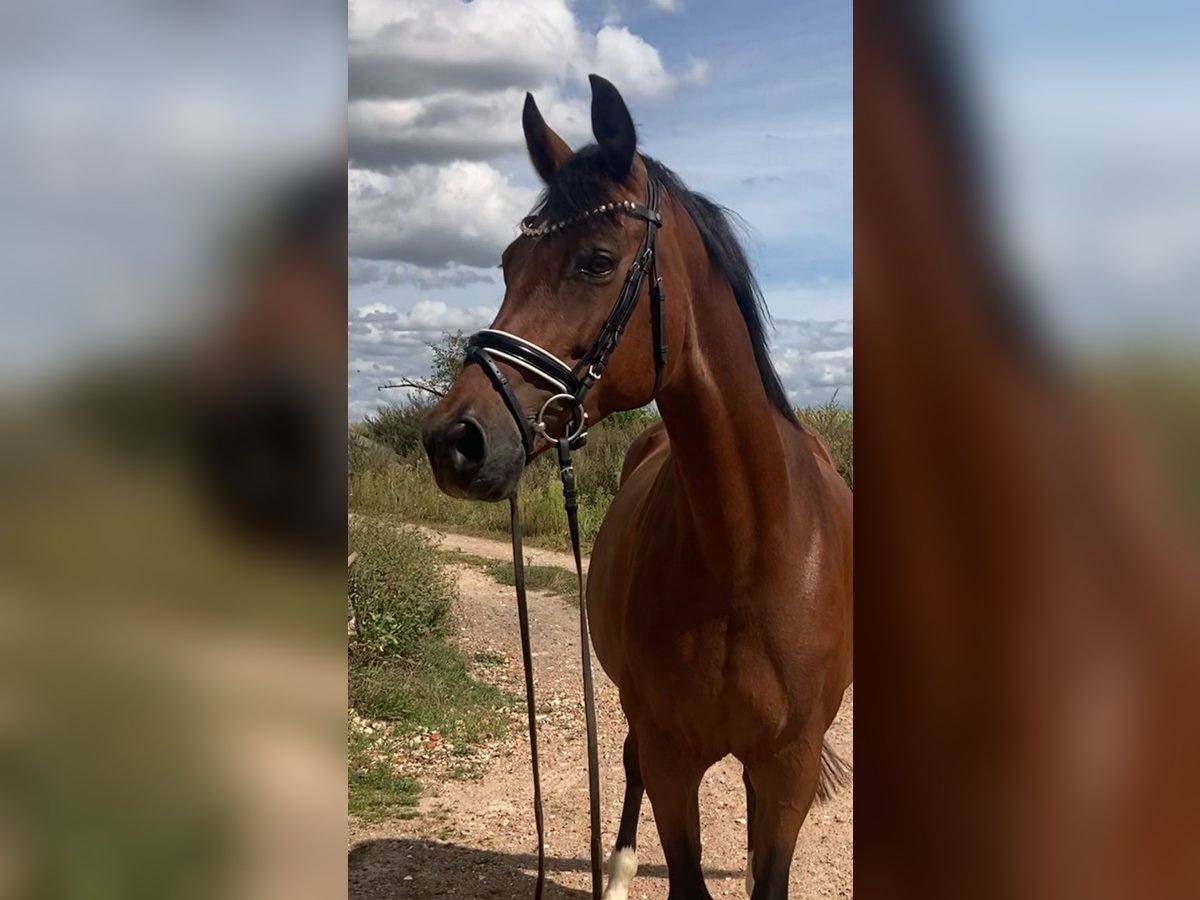 Westfale Stute 14 Jahre 160 cm Brauner in Bismark (Altmark)