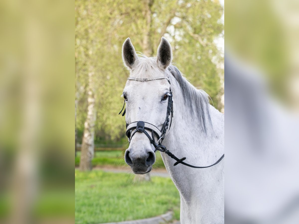 Westfale Stute 14 Jahre 160 cm Schimmel in Castrop-Rauxel