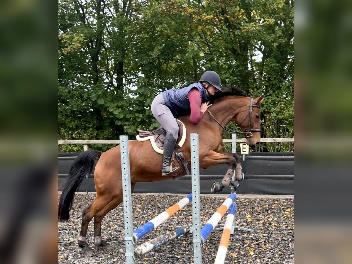 Westfale Stute 14 Jahre 163 cm Brauner in Nieuw-Balinge
