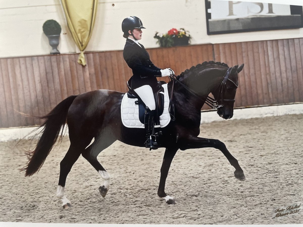Westfale Stute 14 Jahre 163 cm Dunkelfuchs in Melle