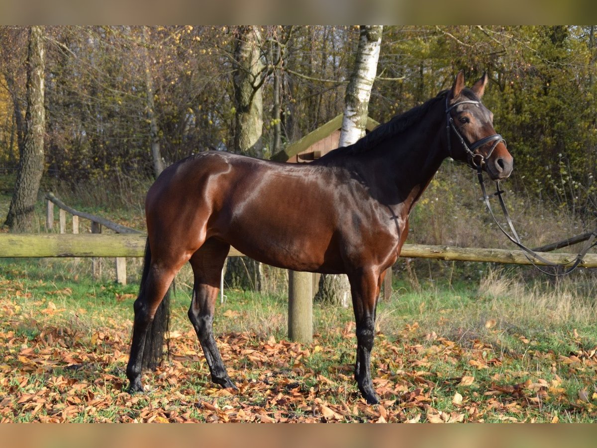 Westfale Stute 14 Jahre 165 cm Brauner in Detmold