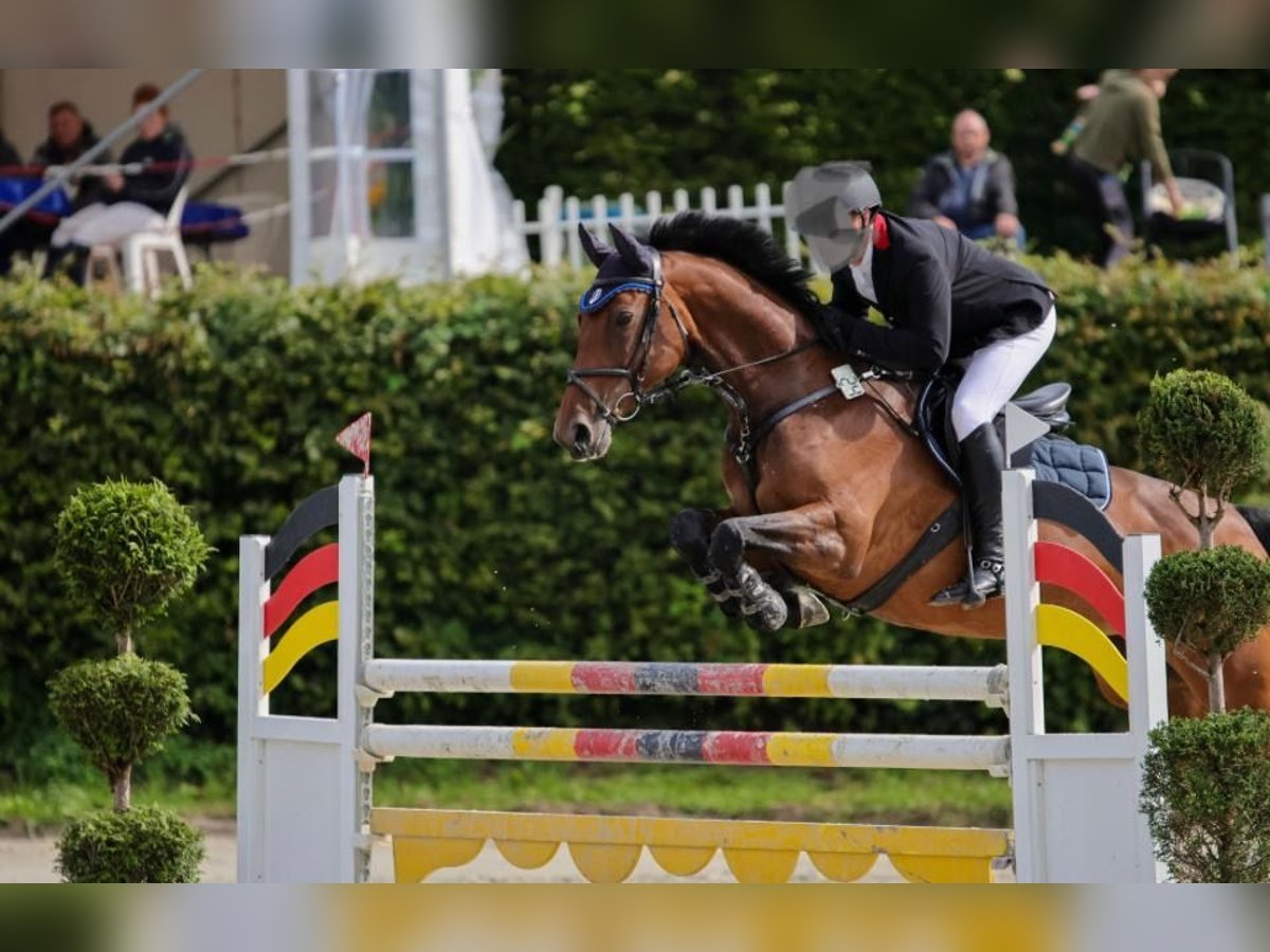 Westfale Stute 14 Jahre 165 cm Brauner in Minden