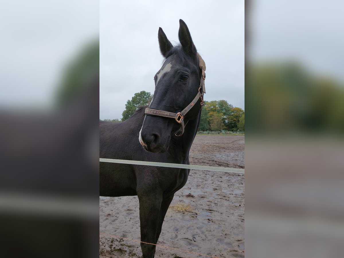 Westfale Stute 14 Jahre 165 cm Dunkelbrauner in Rahden