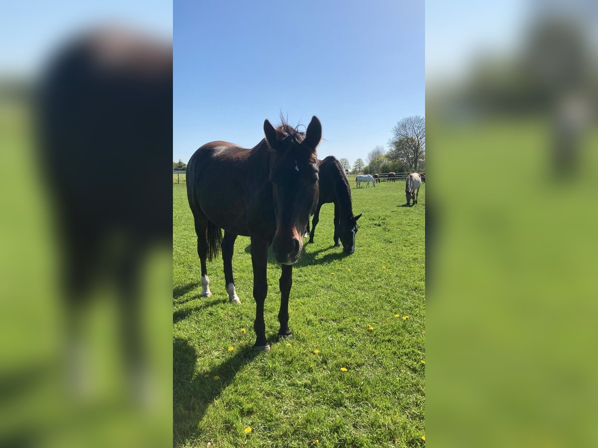 Westfale Stute 14 Jahre 165 cm Dunkelbrauner in Timmendorfer Strand Westfale Stute 14 Jahre 165 cm Dunkelbrauner in Timmendorfer Strand