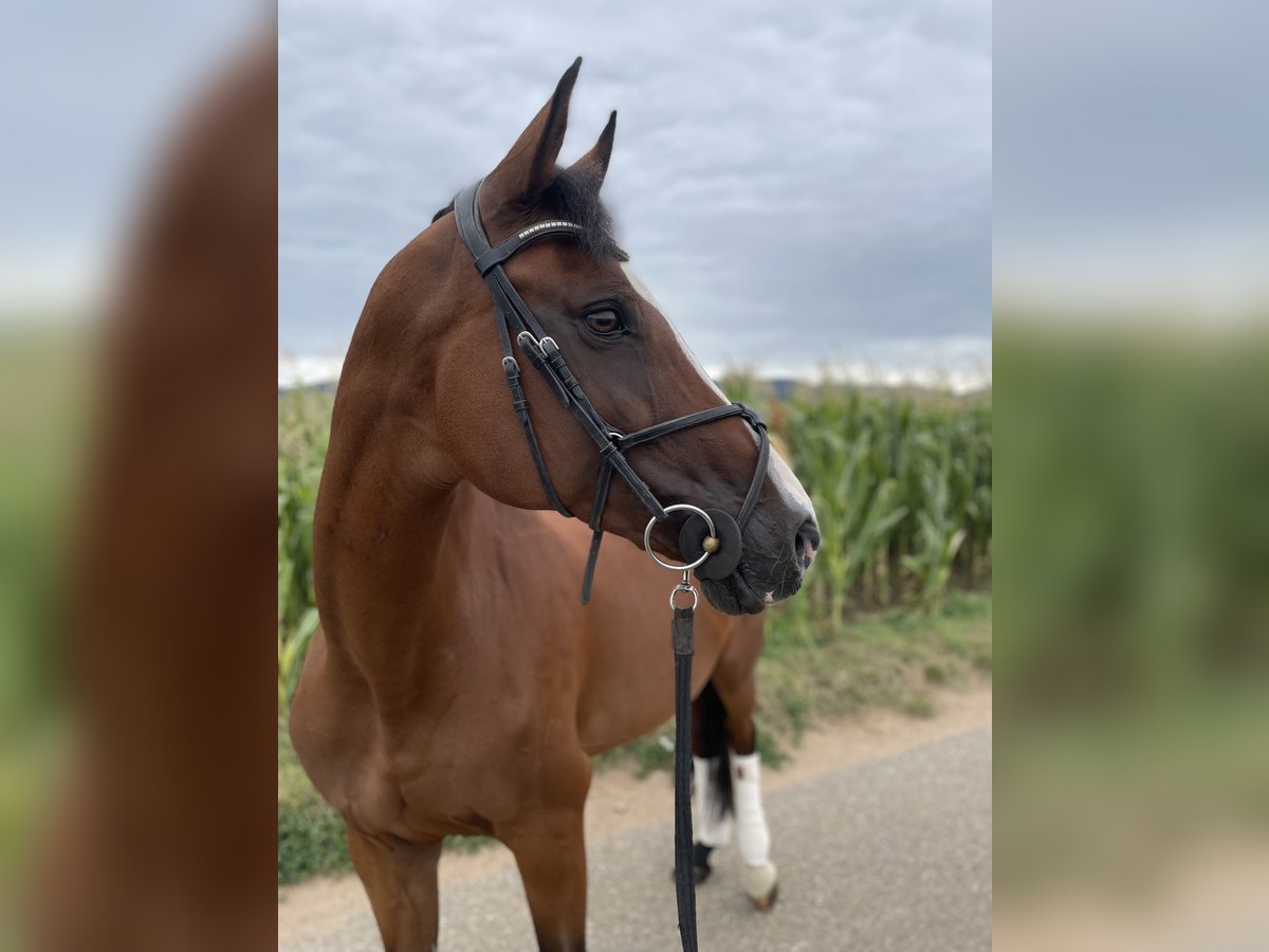 Westfale Stute 14 Jahre 168 cm Brauner in Ladenburg