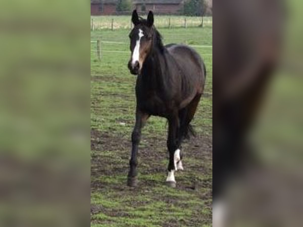 Westfale Stute 14 Jahre 168 cm Dunkelbrauner in Welver