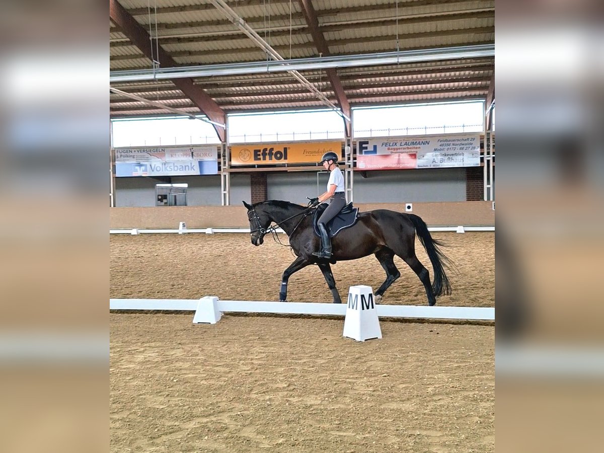Westfale Stute 14 Jahre 170 cm Schwarzbrauner in Nordwalde