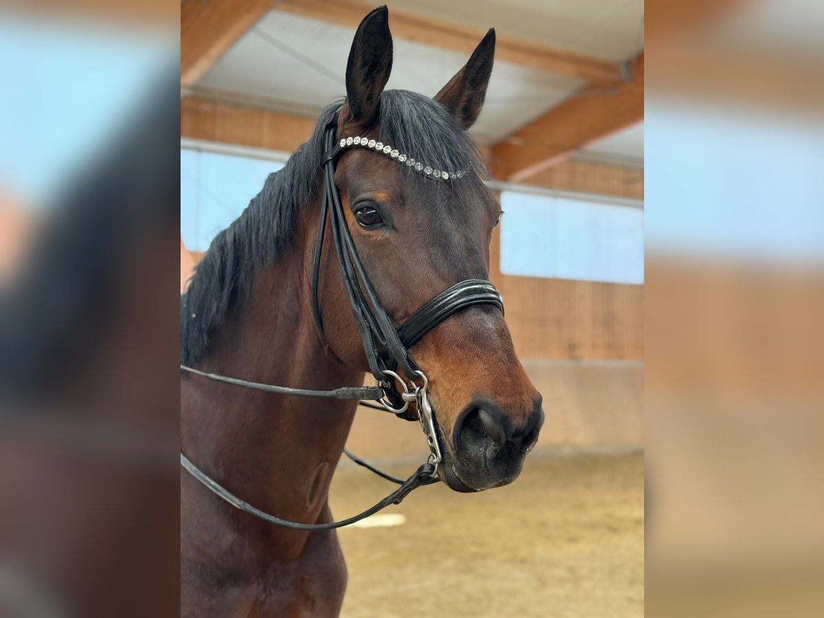 Westfale Stute 14 Jahre 171 cm Brauner in Melle