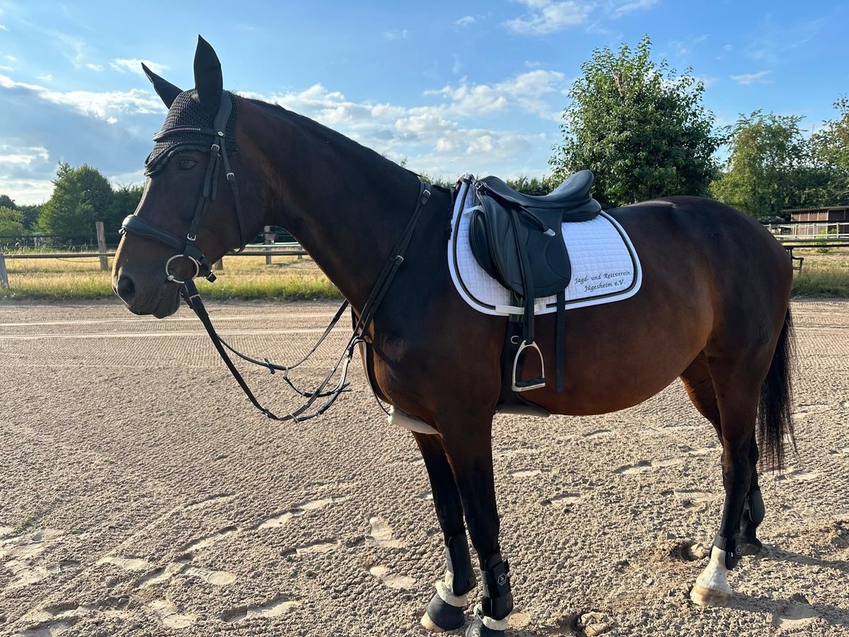 Westfale Stute 14 Jahre 172 cm Brauner in Rodgau