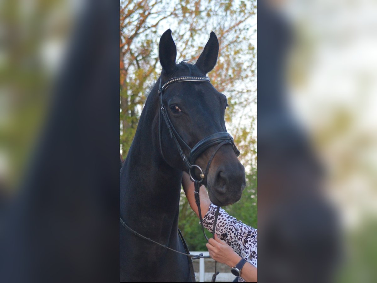 Westfale Stute 14 Jahre 175 cm Dunkelbrauner in Drensteinfurt