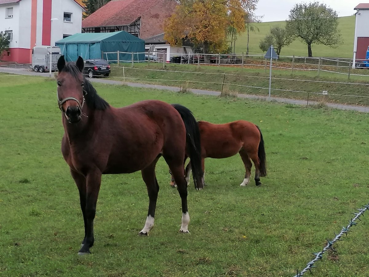 Westfale Stute 15 Jahre 150 cm Brauner in Hohenroda