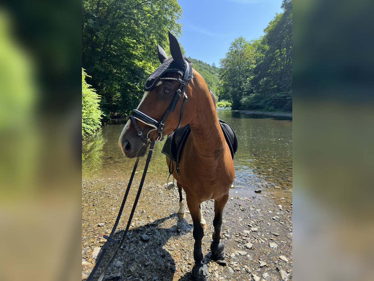 Westfale Stute 15 Jahre 160 cm Brauner in Solingen
