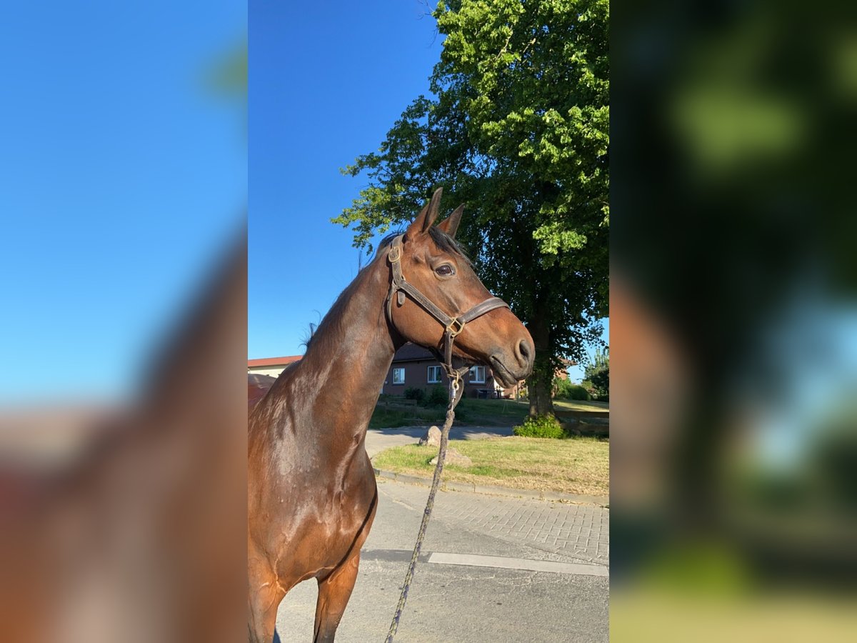 Westfale Stute 15 Jahre 163 cm Dunkelbrauner in Bad Segeberg