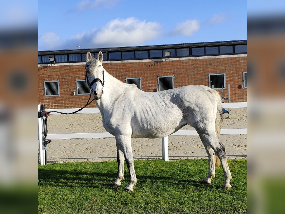 Westfale Stute 15 Jahre 164 cm Schimmel in Bad Laer