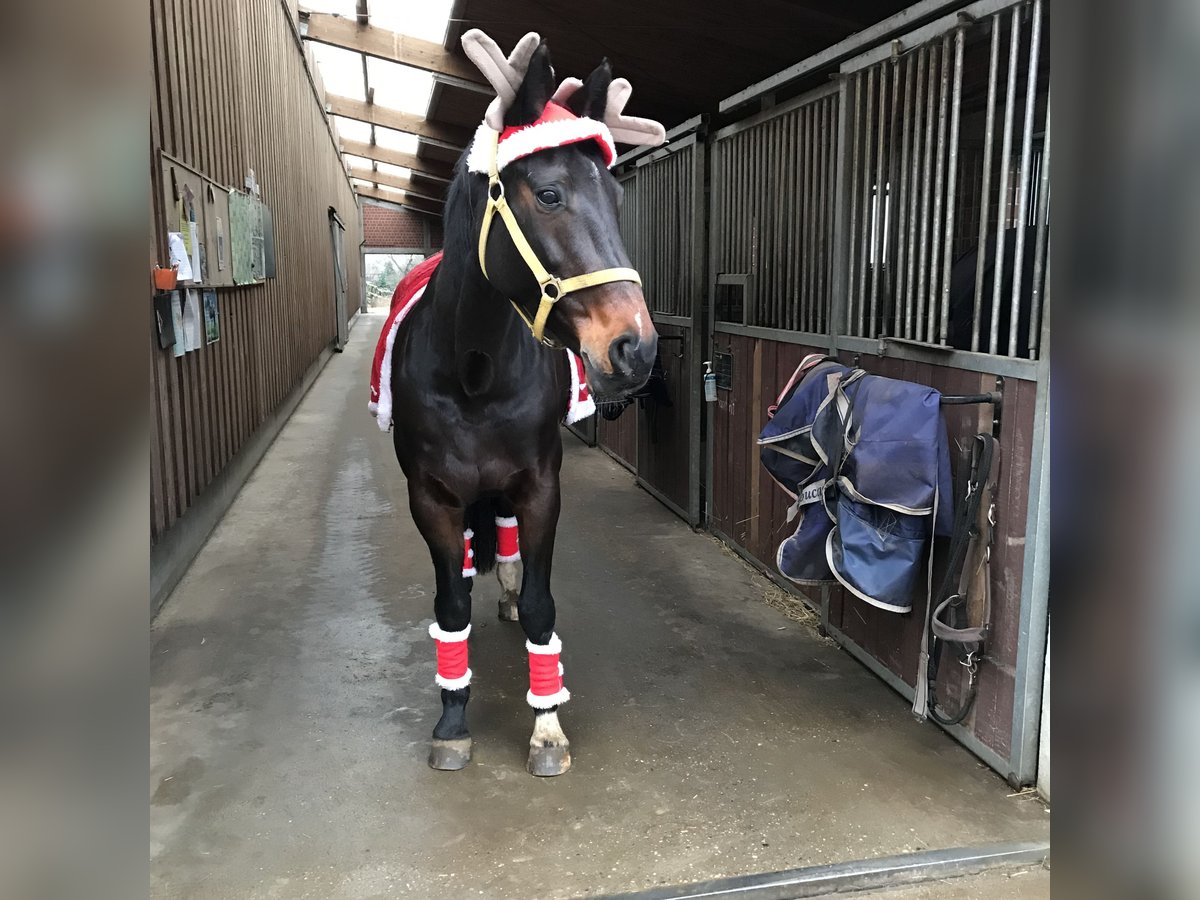 Westfale Stute 15 Jahre 165 cm Schwarzbrauner in Reichenwalde