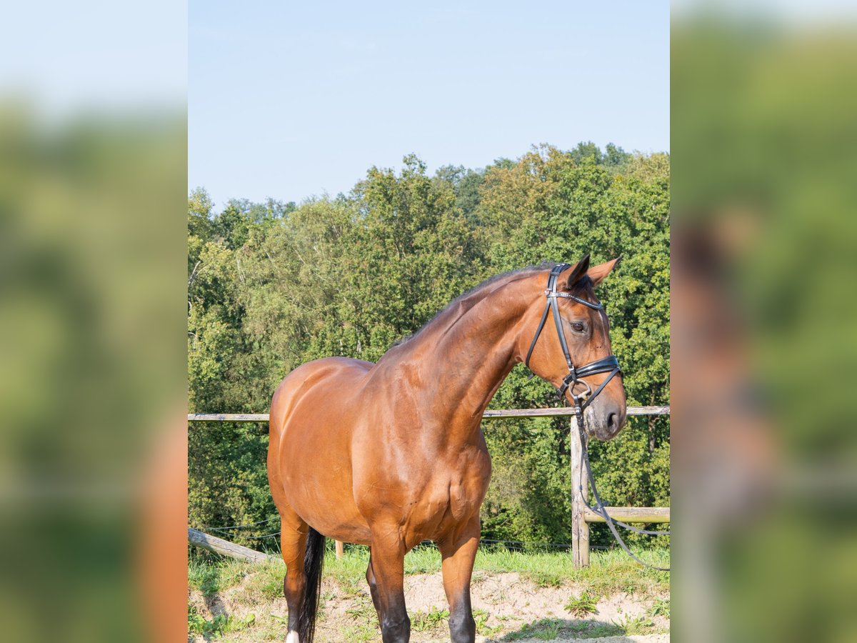 Westfale Stute 15 Jahre 168 cm Brauner in Lindlar Westfale Stute 15 Jahre 168 cm Brauner in Lindlar
