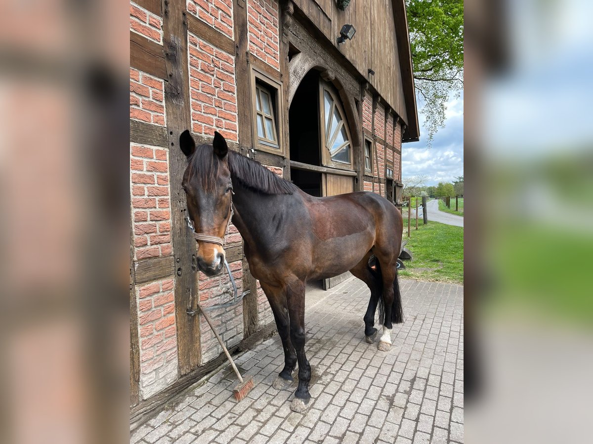 Westfale Stute 15 Jahre 168 cm Dunkelbrauner in G&#xFC;tersloh