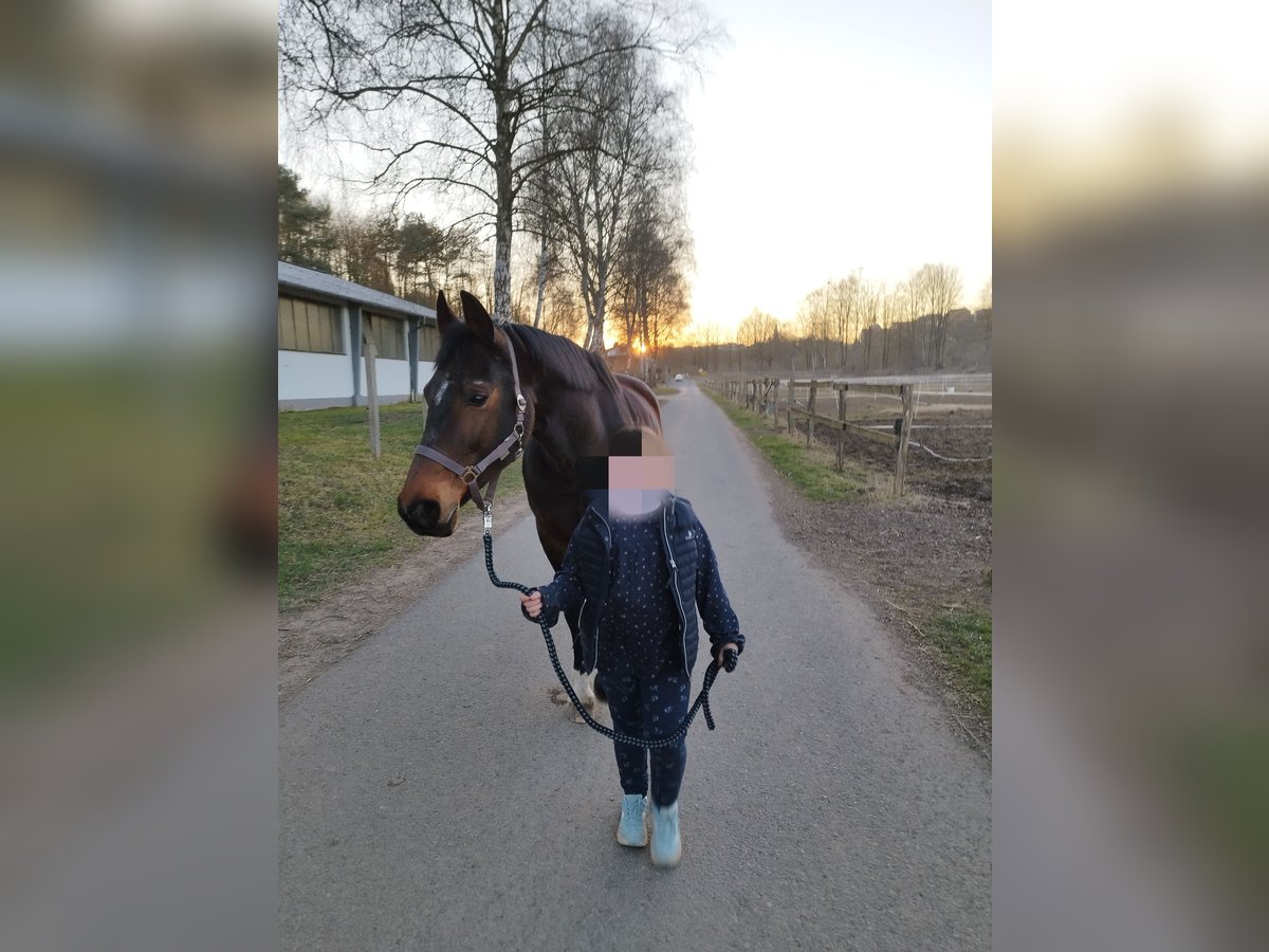 Westfale Stute 16 Jahre 163 cm Brauner in Willebadessen