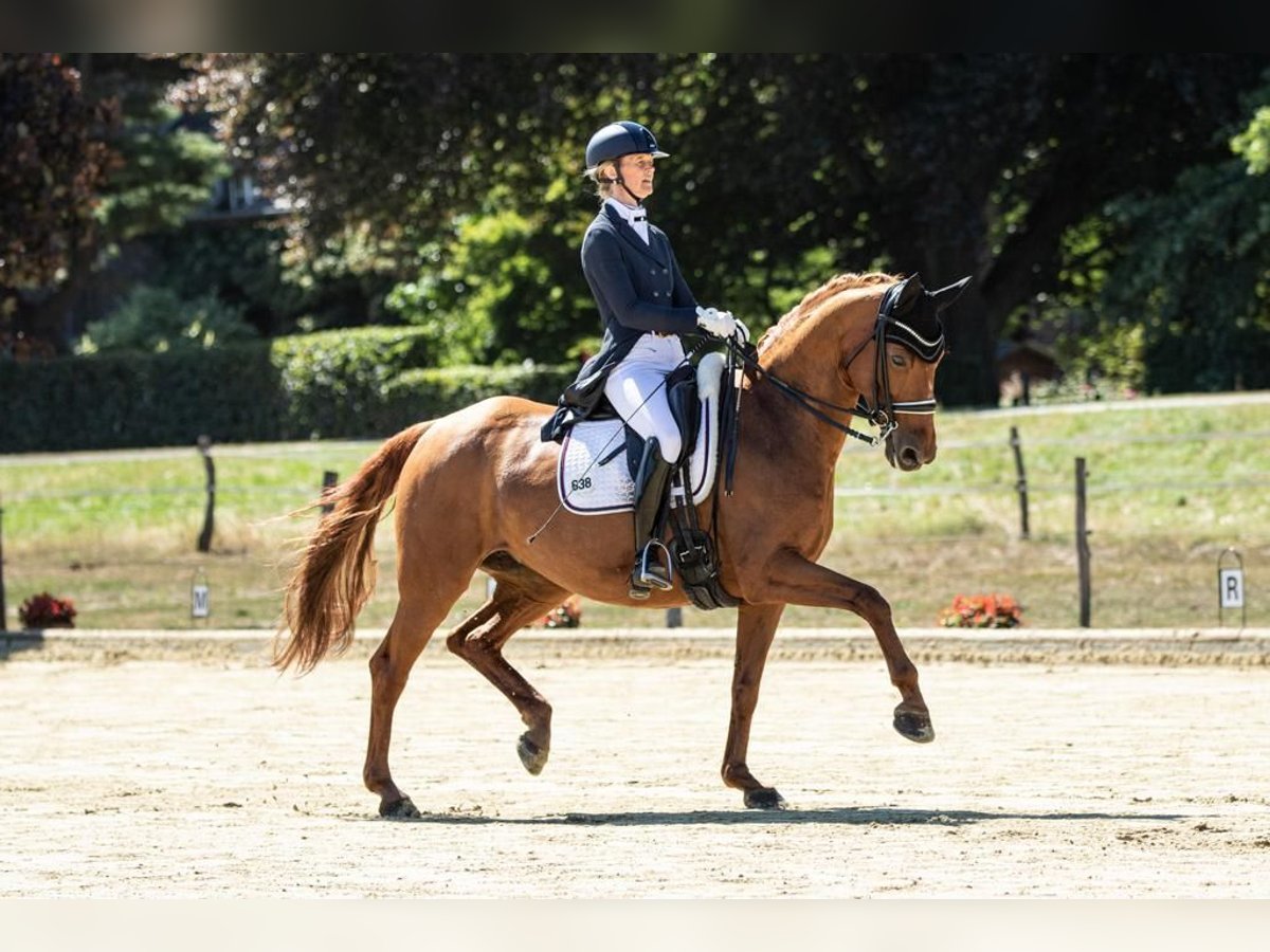 Westfale Stute 16 Jahre 163 cm in Neuss