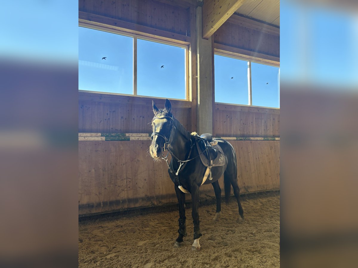 Westfale Stute 16 Jahre 165 cm Rappe in Stetten am kalten Markt