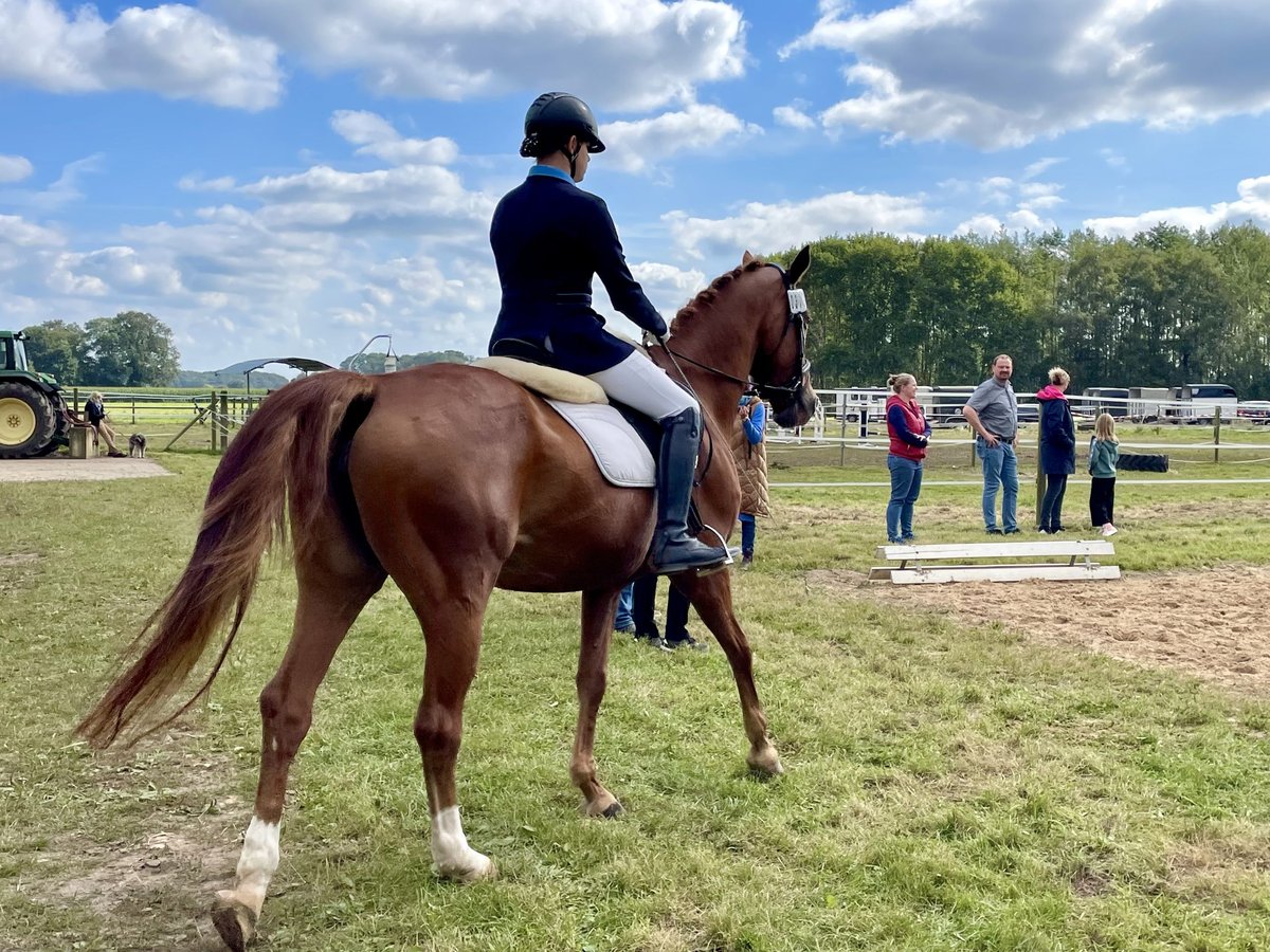 Westfale Stute 16 Jahre 168 cm Fuchs in Nortrup