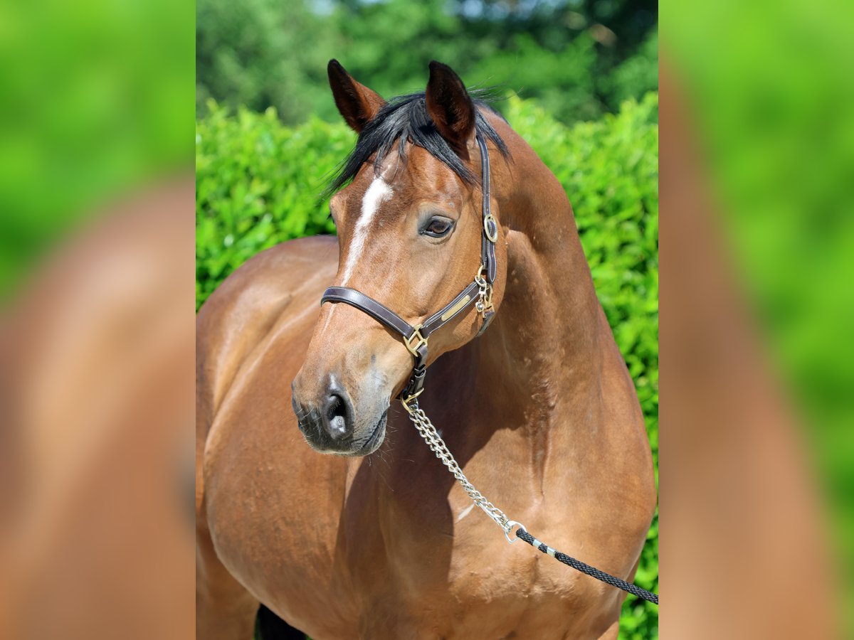 Westfale Stute 16 Jahre 170 cm Brauner in Greven