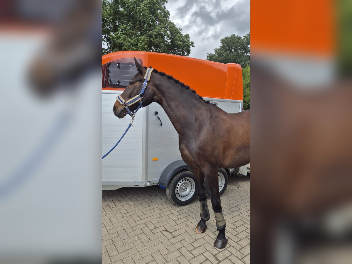 Westfale Stute 16 Jahre 175 cm Dunkelbrauner in Recke