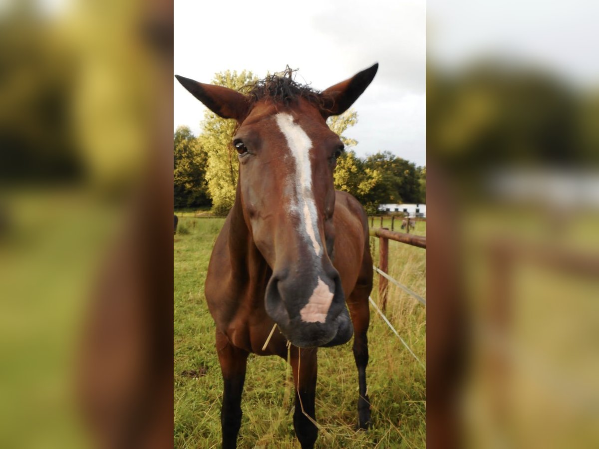 Westfale Stute 17 Jahre 175 cm Brauner in K&#xF6;ln