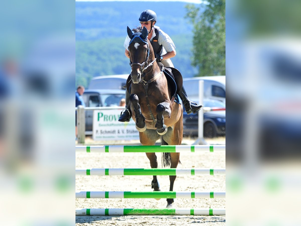 Westfale Stute 18 Jahre 165 cm Dunkelbrauner in Morbach