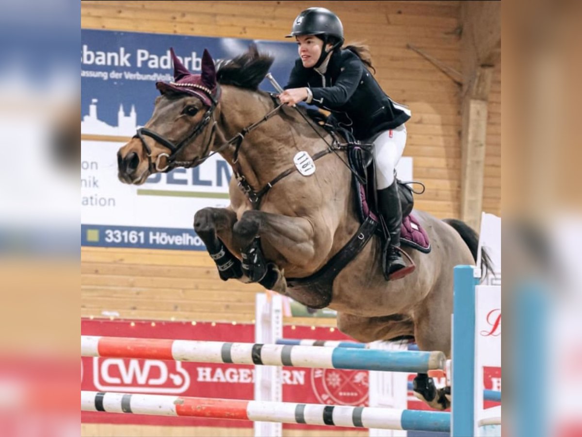 Westfale Stute 18 Jahre 165 cm in Verl