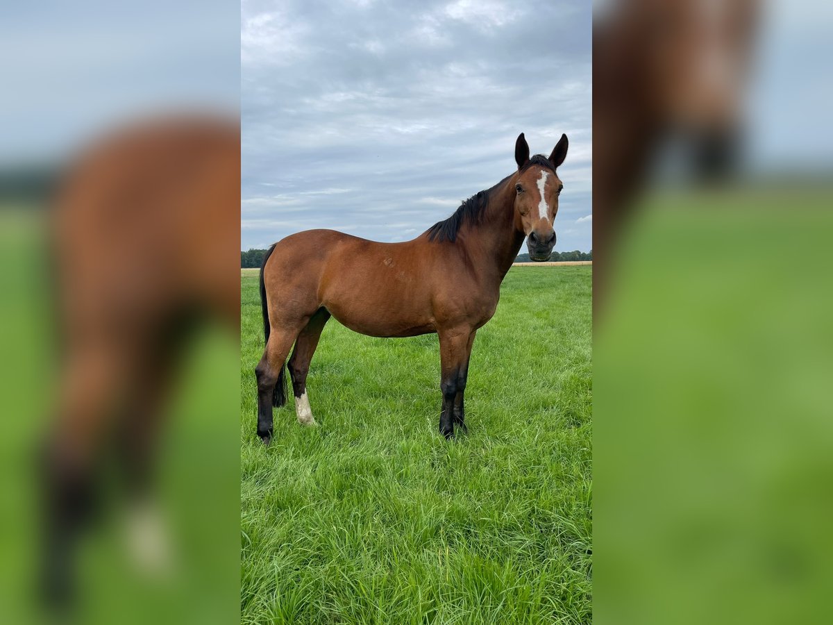 Westfale Stute 19 Jahre 171 cm Brauner in Harsewinkel Westfale Stute 19 Jahre 171 cm Brauner in Harsewinkel