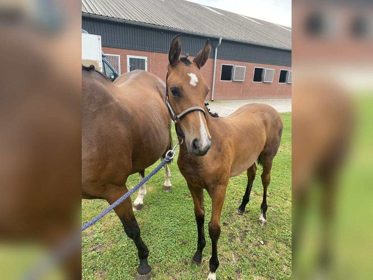 Westfale Stute 1 Jahr 155 cm Brauner in Gronau (Westfalen)