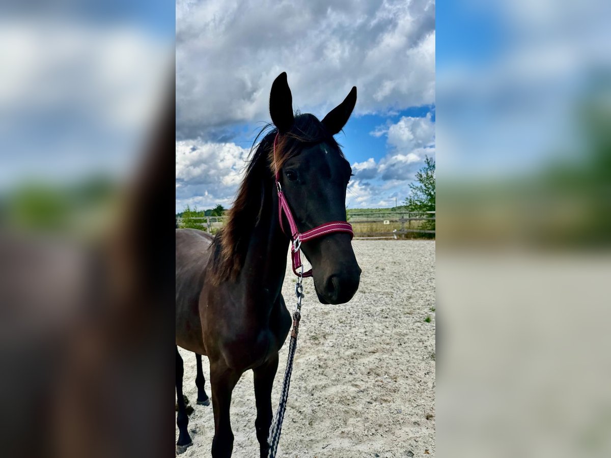 Westfale Stute 1 Jahr 160 cm Schwarzbrauner in Weiskirchen