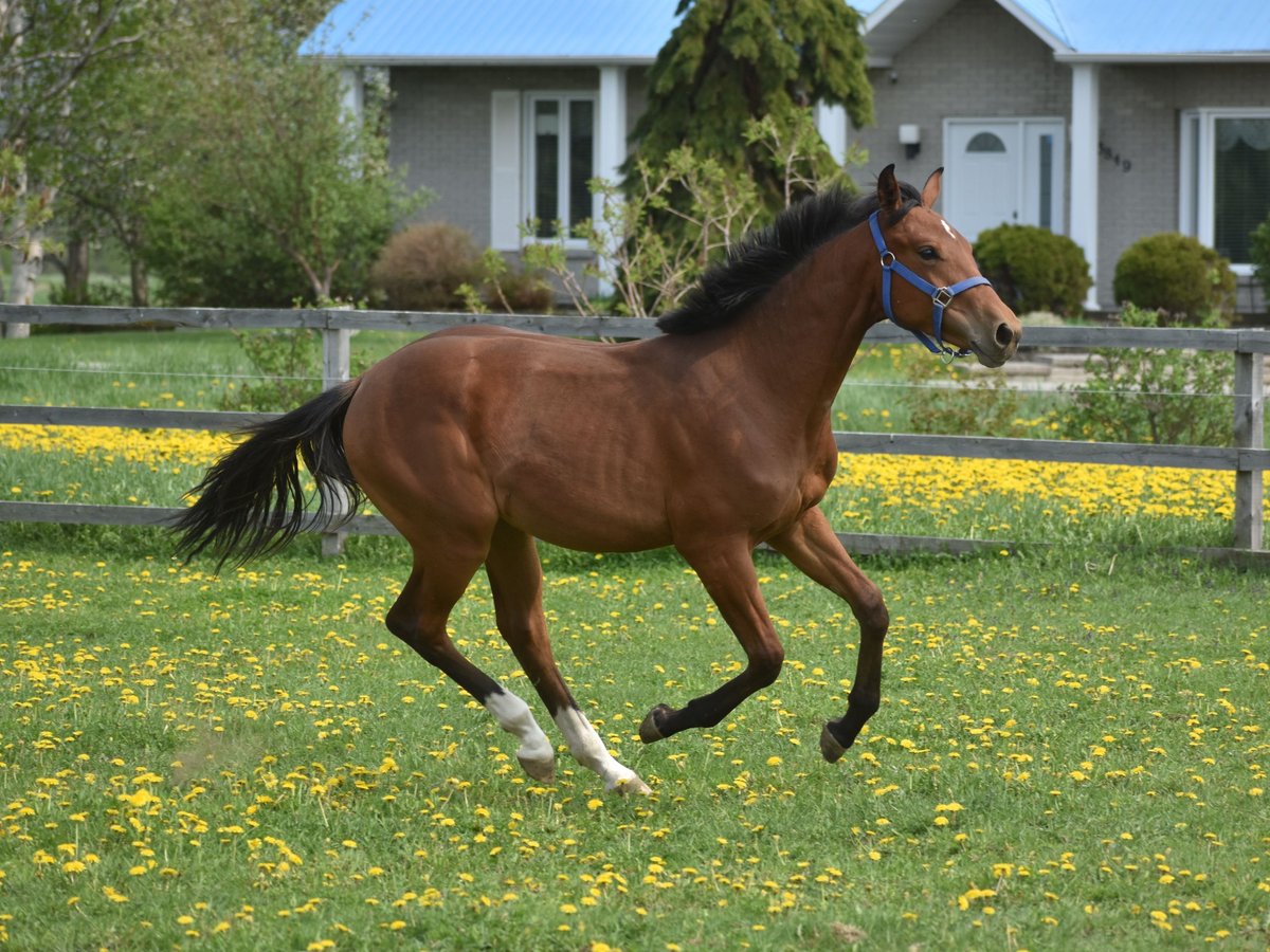 Westfale Stute 1 Jahr 168 cm Rotbrauner in laterriere