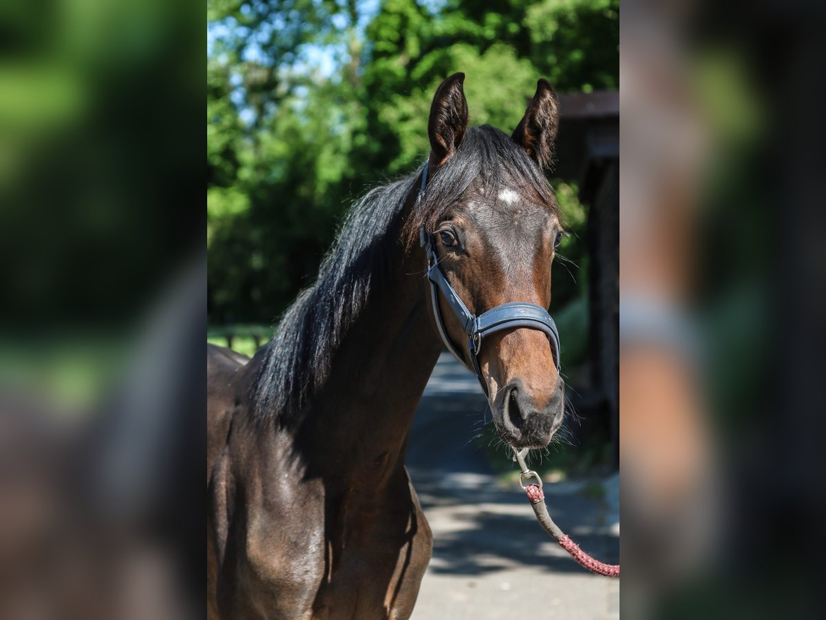Westfale Stute 1 Jahr 170 cm Dunkelbrauner in Lippstadt