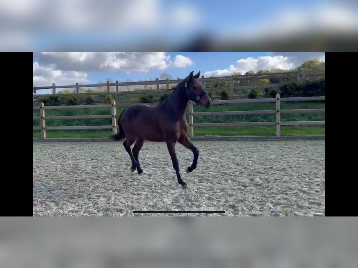 Westfale Stute 1 Jahr 174 cm Dunkelbrauner in Billerbeck